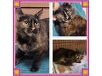 Adopt PEPPERS a Domestic Medium Hair