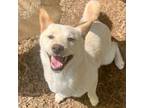 Adopt Akari a Shiba Inu