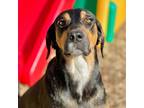 Adopt Elvira a Black and Tan Coonhound