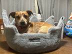 Adopt Juju a Australian Cattle Dog / Blue Heeler, Corgi