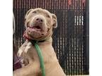 Adopt Ottawa a Pit Bull Terrier