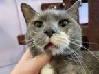 Adopt Ophelia a Dilute Calico, Domestic Short Hair