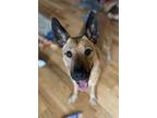 Adopt Dina a Shepherd, Australian Cattle Dog / Blue Heeler