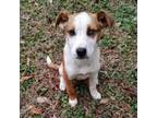 Adopt Wednesday a Mixed Breed