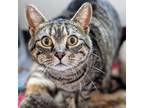 Adopt Sugar a Manx, Domestic Short Hair