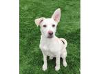 Adopt Celine Dion a Labrador Retriever, German Shepherd Dog