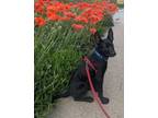 Adopt Pansy a Labrador Retriever, German Shepherd Dog