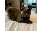 Adopt LILY "I will follow you anywhere" a Russian Blue, Domestic Short Hair