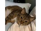 Adopt ROSE N ~~ Friendly and Relaxed ~~ a Tabby, Domestic Short Hair