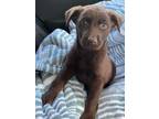 Adopt Bubbles a Chocolate Labrador Retriever, Labrador Retriever