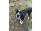 Adopt Shadow IV (New Digs) a Pit Bull Terrier