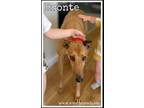 Adopt Bronte a Greyhound