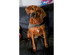 Adopt Elly P. a Redbone Coonhound, Beagle