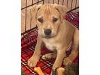 Adopt Abigail a American Staffordshire Terrier, Pit Bull Terrier
