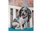 Adopt Macie a Poodle