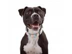 Adopt Sunny a American Staffordshire Terrier