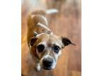 Adopt BRENDA - FEE SPONSORED! a Cattle Dog, Beagle