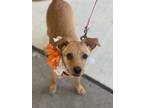 Adopt Bella a Labrador Retriever, Terrier