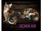 Adopt Sokkar a Egyptian Mau, Domestic Short Hair
