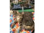 Adopt Mimi a Domestic Long Hair, Tabby