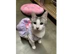 Adopt Flora a Domestic Short Hair, Tabby