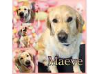 Adopt Maeve a Golden Retriever