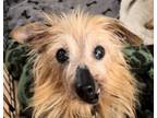 Adopt Daffodil a Yorkshire Terrier, Mixed Breed