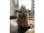 Adopt Daffodil a Yorkshire Terrier, Mixed Breed