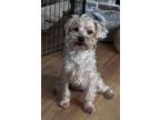 Adopt Bluebell a Yorkshire Terrier, Mixed Breed