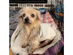 Adopt Petunia a Yorkshire Terrier, Mixed Breed