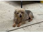 Adopt Petunia a Yorkshire Terrier, Mixed Breed