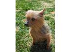 Adopt Gertie a Yorkshire Terrier, Mixed Breed