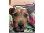 Adopt Lavender a Yorkshire Terrier, Mixed Breed