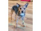 Adopt Lavender a Yorkshire Terrier, Mixed Breed