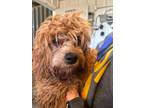 Adopt Dolly a Cavalier King Charles Spaniel, Miniature Poodle