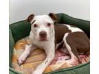 Adopt BIJOU a Pit Bull Terrier, Mixed Breed