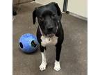 Adopt Zorra a Black Labrador Retriever, Pit Bull Terrier