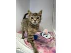 Adopt Leigh a American Shorthair