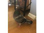 Adopt Pidove a Pigeon