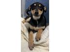 Adopt Bela Lugosi a Australian Cattle Dog / Blue Heeler