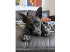 Adopt Blayke a Cattle Dog, Pit Bull Terrier