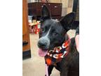 Adopt Blayke a Cattle Dog, Mixed Breed