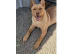 Adopt Golabki a Australian Cattle Dog / Blue Heeler