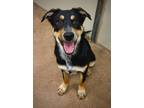 Adopt Sesarma a Labrador Retriever, Shepherd