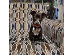 Adopt Raine a Jack Russell Terrier, Border Collie