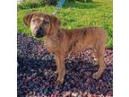 Adopt Goldy a Labrador Retriever, American Staffordshire Terrier