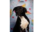 Adopt Sabrina a Labrador Retriever