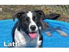 Adopt latte a Labrador Retriever