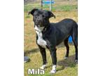 Adopt Mila a Border Collie