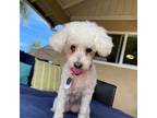 Adopt Barefoot Bella a Bichon Frise